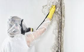 Best Emergency Mold Remediation  in Washington Park, IL